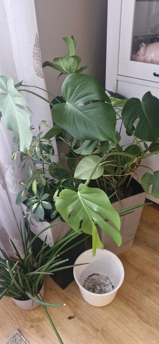 Monstera  dziurawa I zwykla
