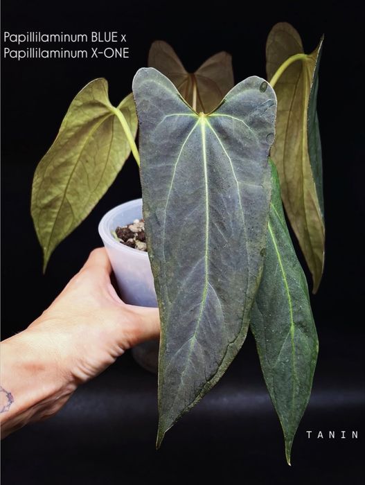 Антуріум  Papillilaminum Blue x Papillilaminum X-One