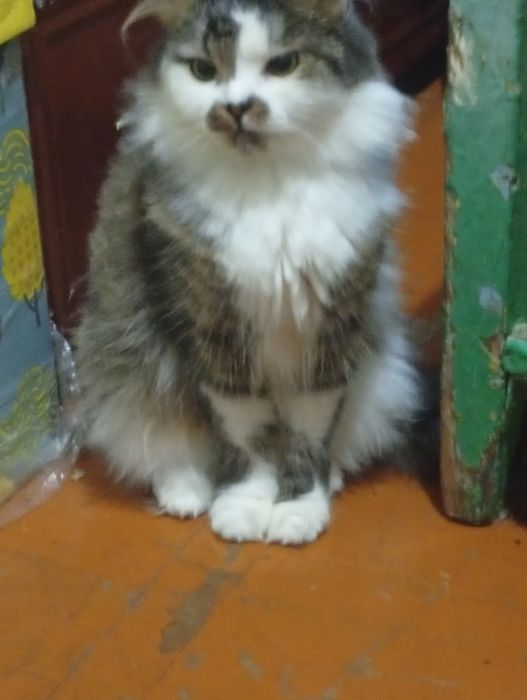 Віддам кота в добрі руки