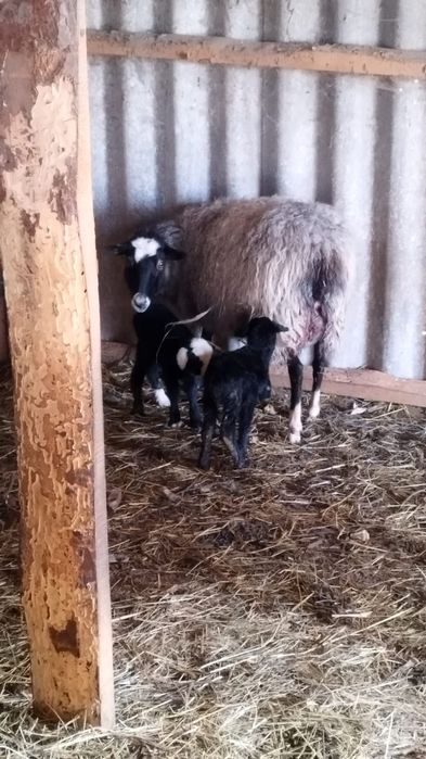 Барани Вівці молоді