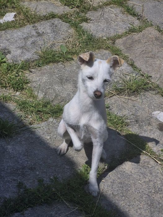 Oddam pieska suczkę