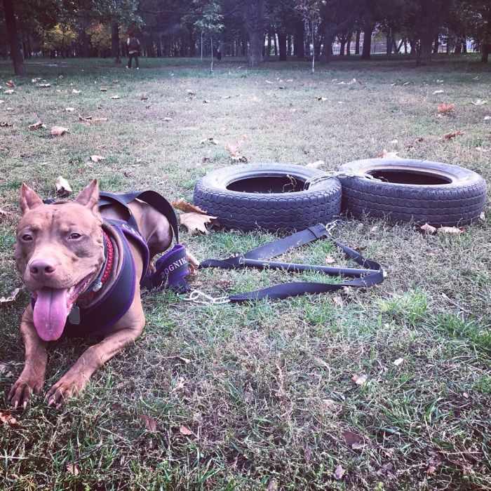 Американский Питбультерьер (АПБТ) Вязка