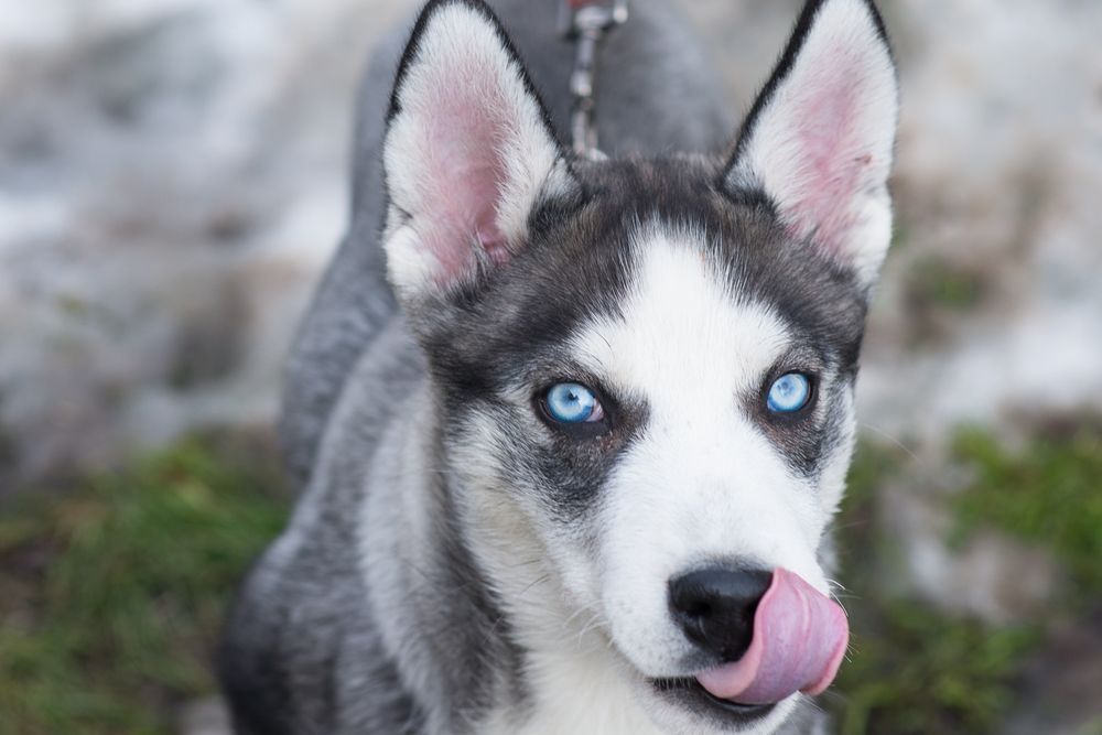 Шторм шукає родину