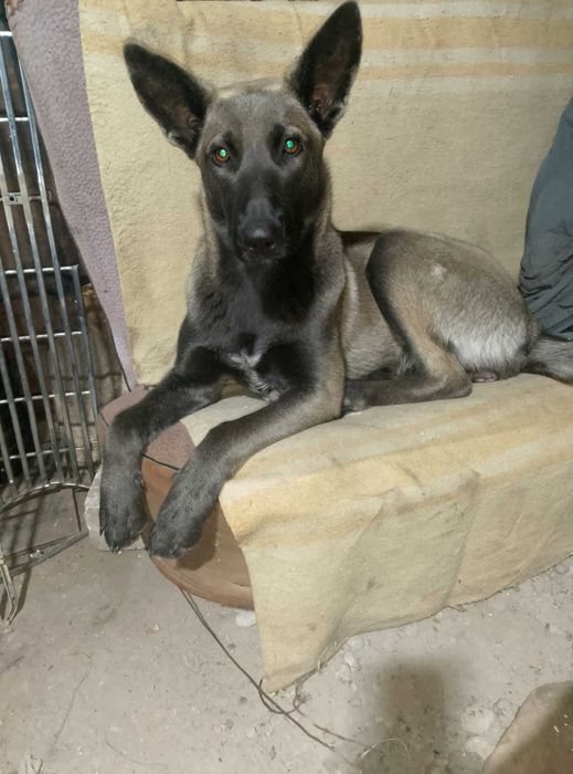 Метис Німецької вівчарки