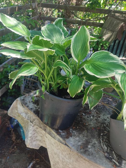 Sadzonki Funkia hosta