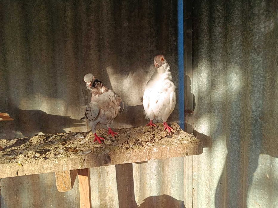 Pombas Marinhotas, Gravatinhas e Lecre