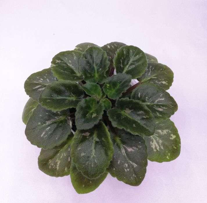 Фиалка мини Jolly Victory (H. Pittman)