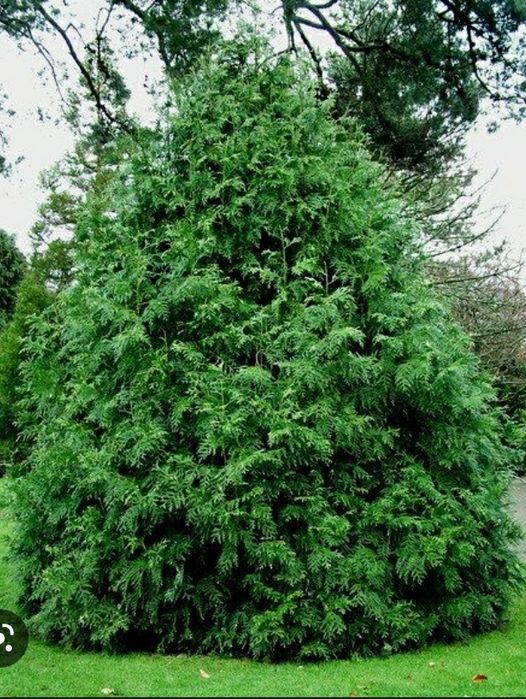 Туевик долотовидный