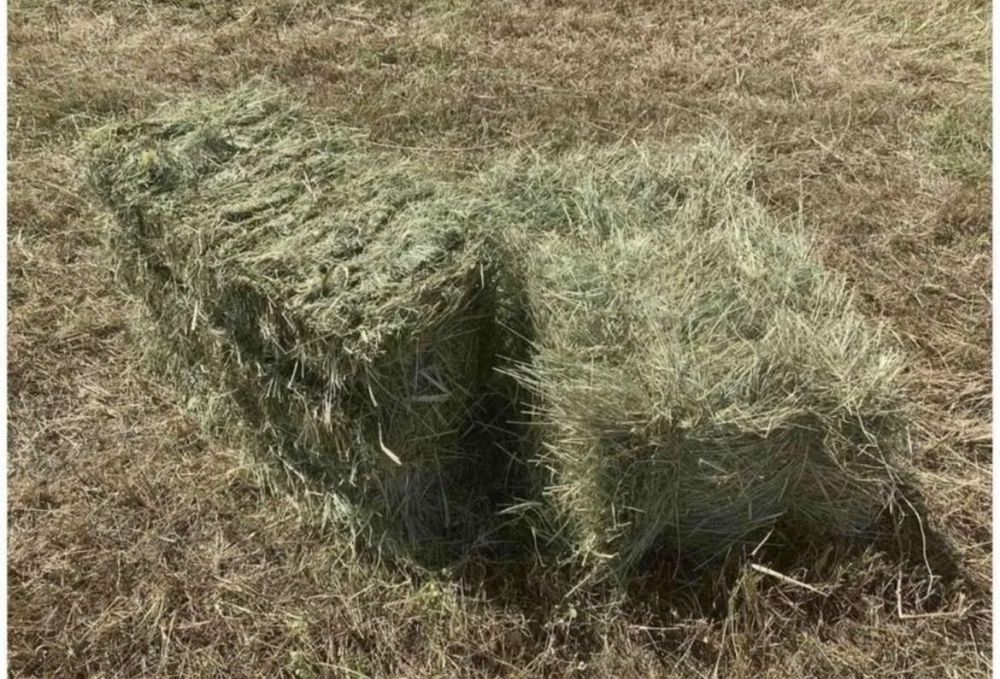 Продам тюки сіна