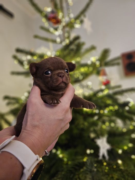 Chihuahua czekoladowy chłopiec