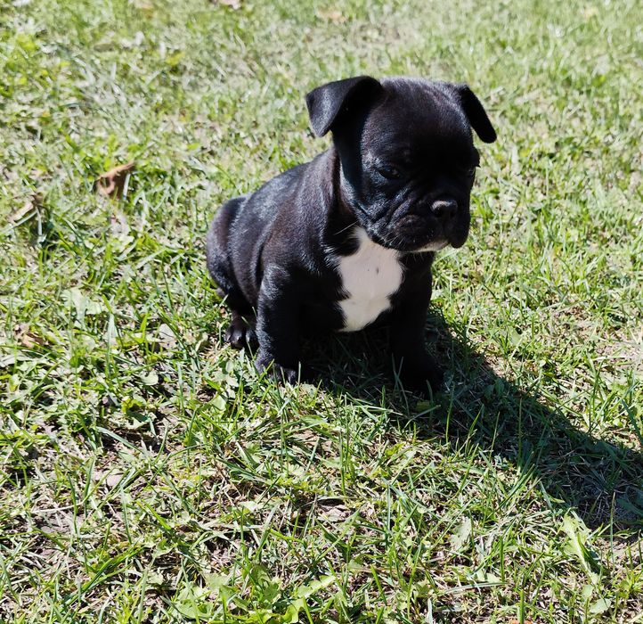 Sunia buldog francuski