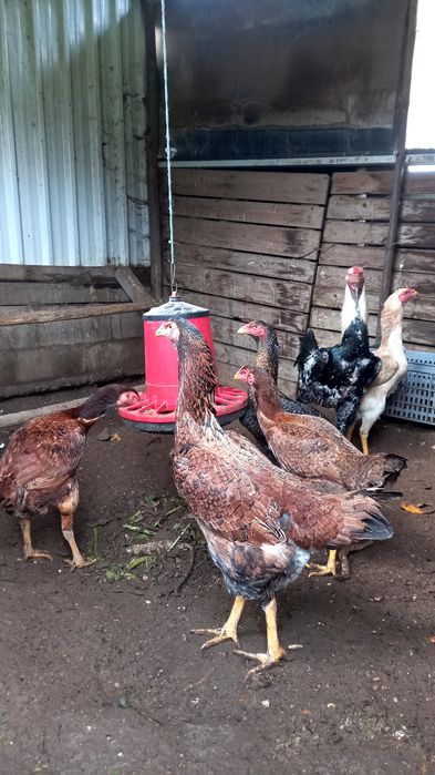 Frangos polacos e indio gigante