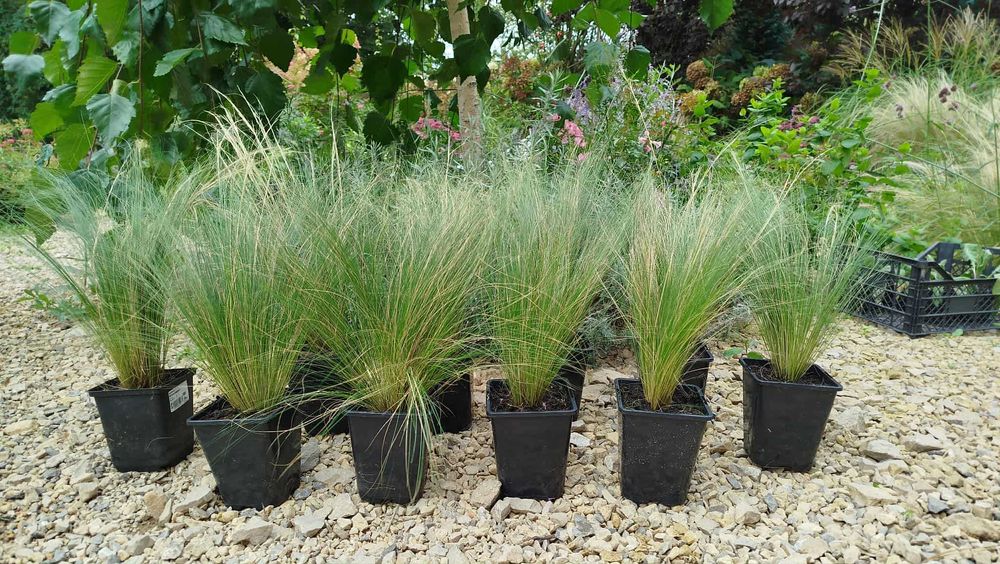 Ostnica PONY TAILS zestaw 10 szt. 1L