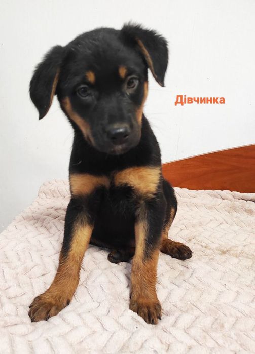 Цуценята в пошуках дому