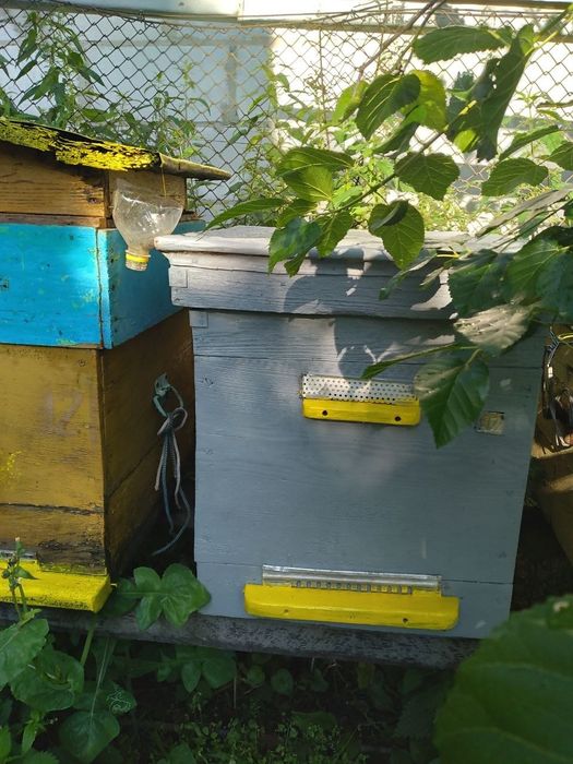 Пасіка, 3 сім'ї, матки плідні, вулики