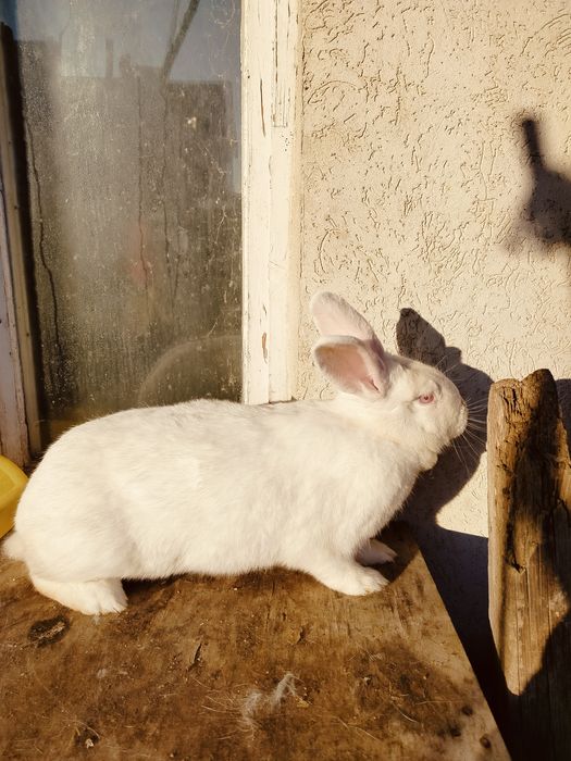 Królik  samica młoda  nowozelandzki biały termondzki, dziewica