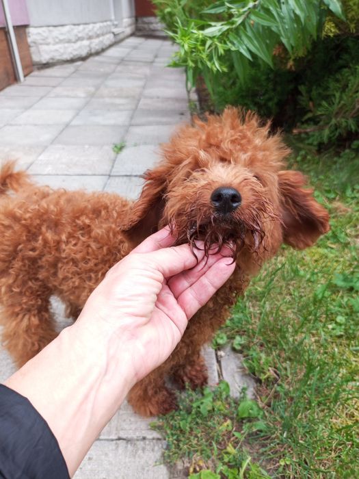 5- и місячний хлопець карл.Пулеля мініатюра