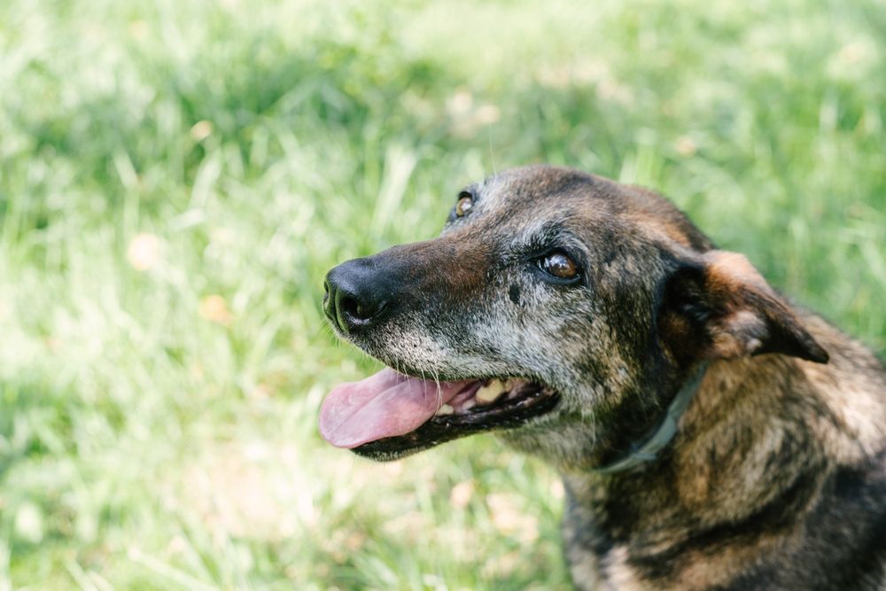 Bella psia seniorka 10 lat szuka domu