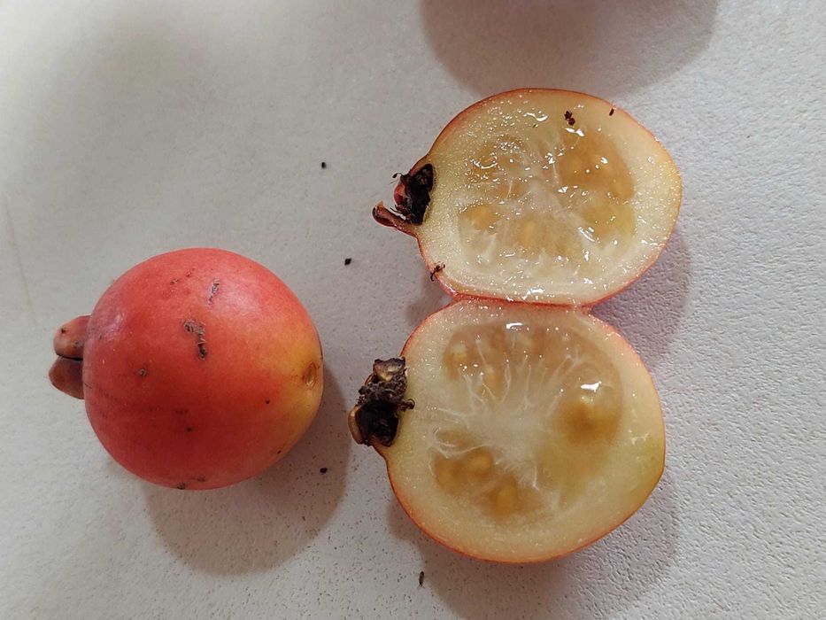Araça Rosa - Psidium Cattleyanum var. rosa