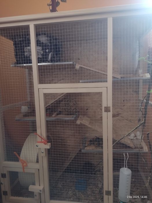 Sprzedam dwie koszatniczki razem z klatka