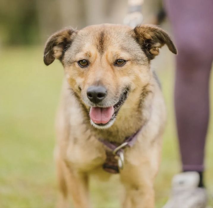 Cadelinha jovem para adoção responsável