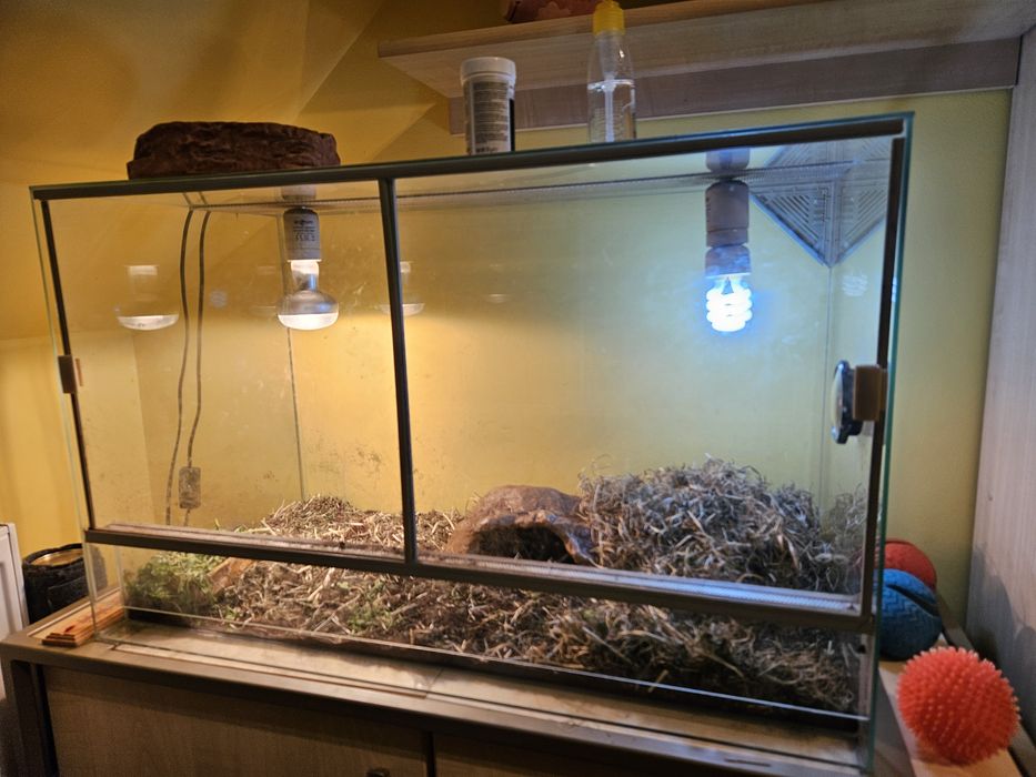 Terrarium dla żółwia duże