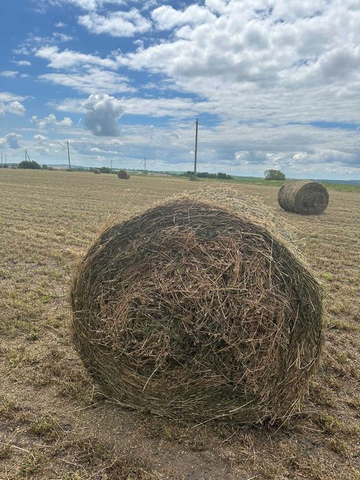 Сіно люцерни в об'ємних тюках