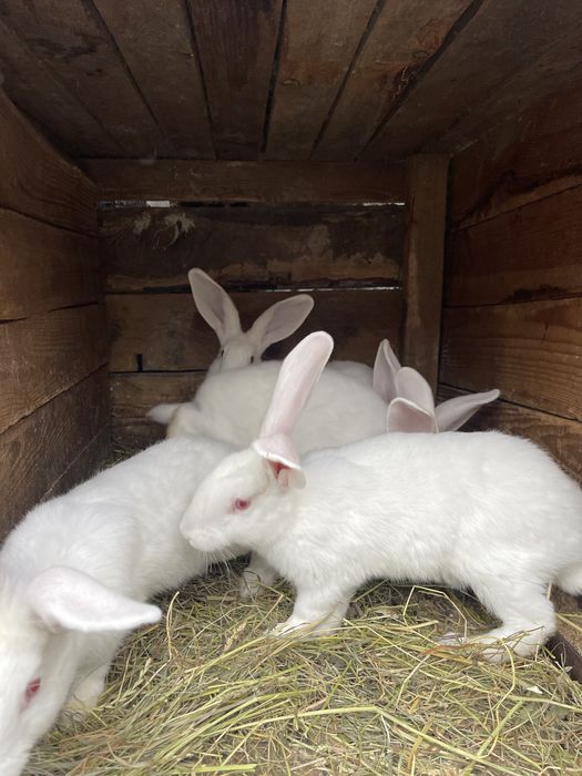 Продам Кролі Полтавське срібло та панон