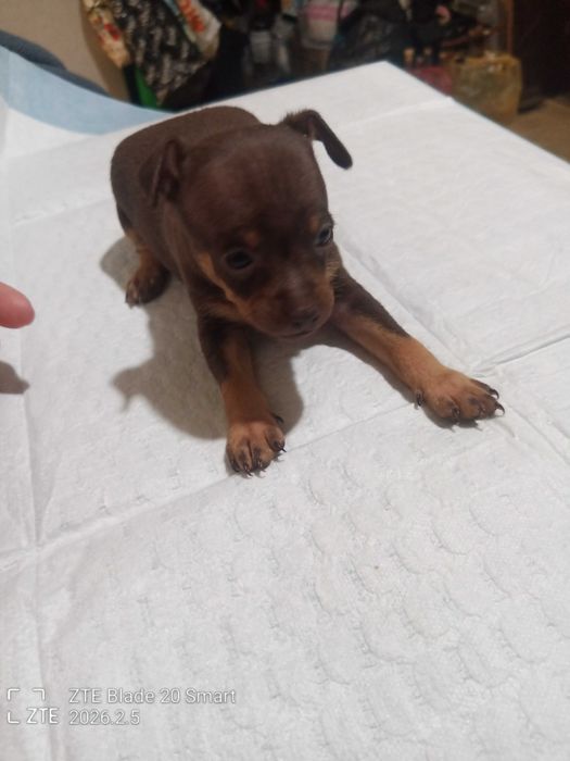 Продам цуценят той терьер 1 місяць