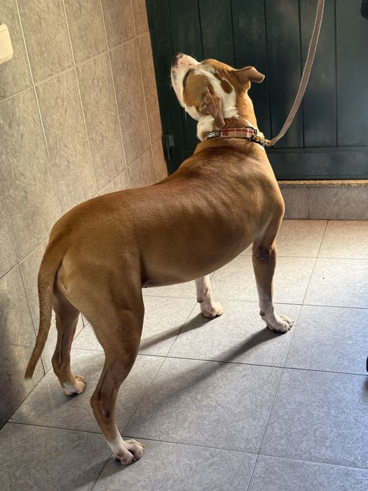 American staff terrier