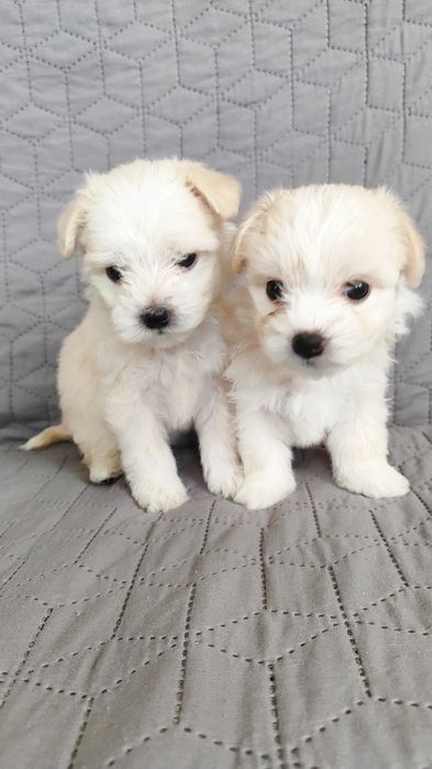 Чистокровні цуценята Мальтійської балонки.