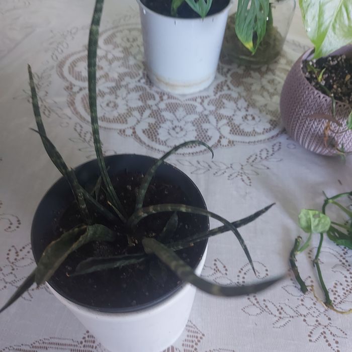 Zestaw roślin  10 roślin