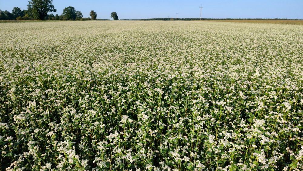 Gryka czysta sucha zbiór 2025 jak rzodkiew facelia gorczyca łubin