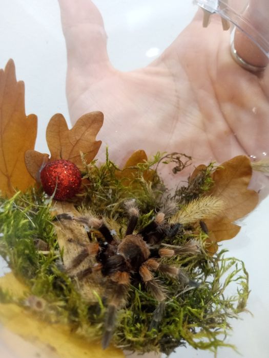 Bombka martwa natura pająk ptasznik brachypelma