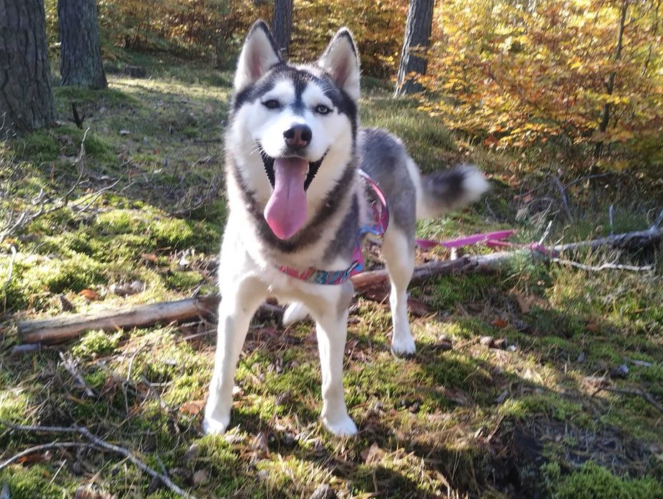 Siberian Husky  dwuletnia sunia