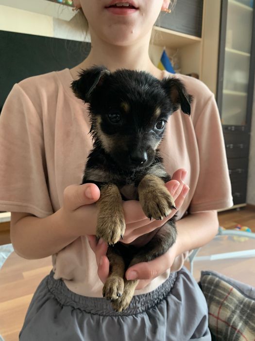 Цуцики дівчатка в добрі руки