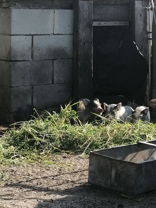 Продам молодого 3-4 месячный вьетнамских поросят