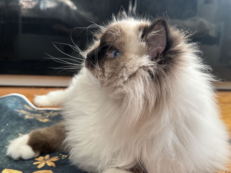 Ragdoll kocur hodowlano- wystawowy