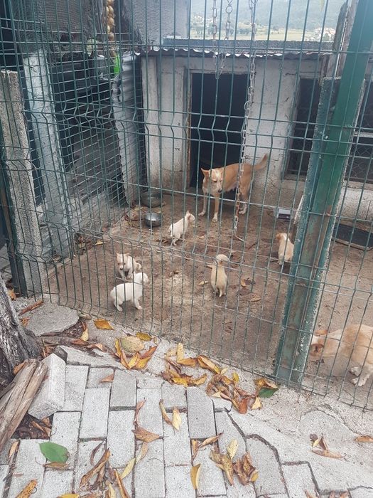 caes de raça podengos ,caça coelhos