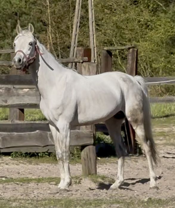 Piękny ogier arabski!