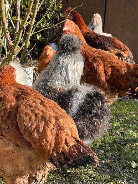 Silki , kury ozdobne ( koguty )