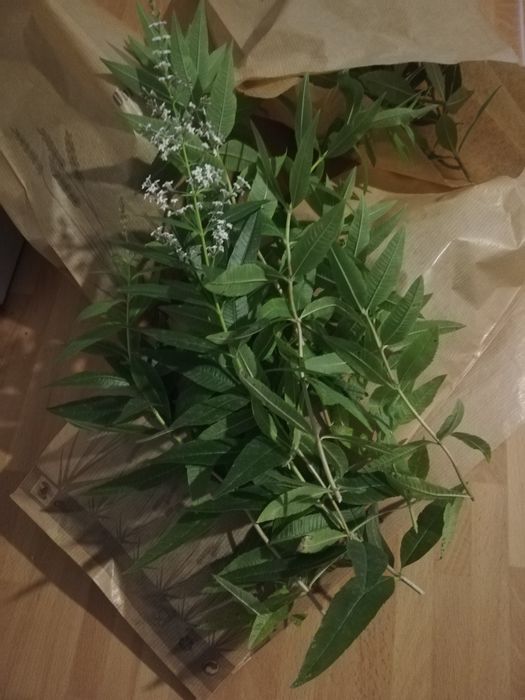 Lucia-Lima / Organic Lemon Verbena64741077921921121