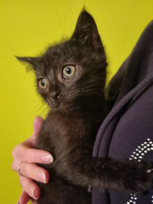 Oddam kotki w dobre ręce