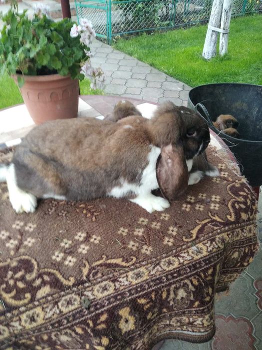 Самець фб, французького барана