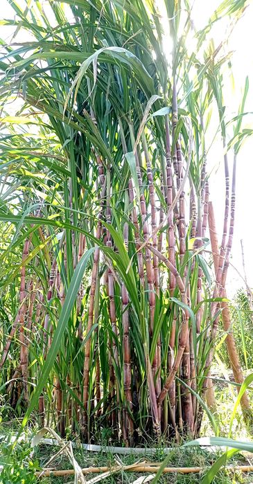 Cana de açúcar (molhos) [VER DESCRIÇÃO]