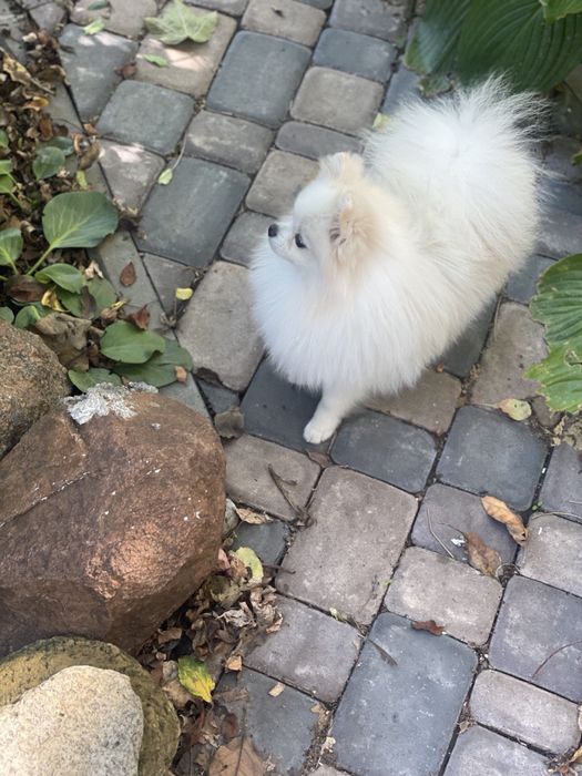 Красунчик хлопчик пів року