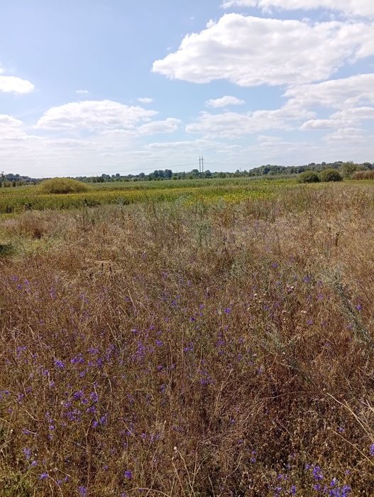 Земельна ділянка