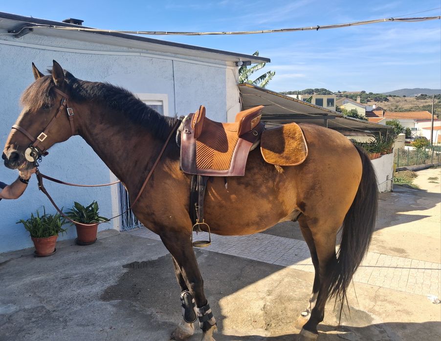Cavalo puro sangue lusitano