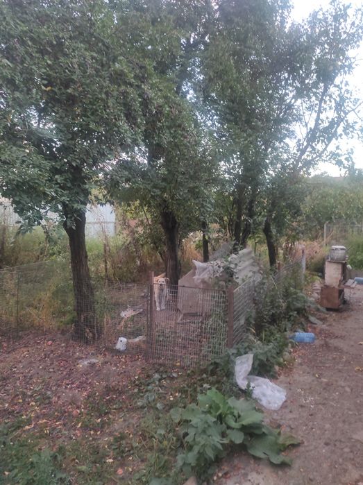 Віддам дерева на зріз, на дрова, 15штук