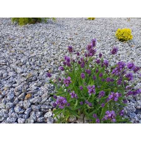 Grys kamień naturalny Biała Marianna, czarny, dalmatyńczyk Z DOSTAWĄ